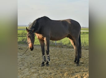 Niemiecki koń sportowy, Wałach, 13 lat, 175 cm, Gniada