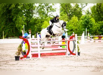 Niemiecki koń sportowy, Wałach, 15 lat, 184 cm, Siwa w hreczce