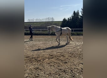 Niemiecki koń sportowy, Wałach, 16 lat, 169 cm, Siwa