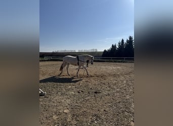 Niemiecki koń sportowy, Wałach, 16 lat, 169 cm, Siwa