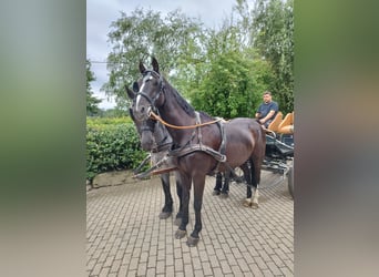 Niemiecki koń sportowy, Wałach, 16 lat, 170 cm, Kara