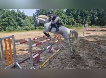 Niemiecki koń sportowy, Wałach, 16 lat, 170 cm, Siwa w hreczce