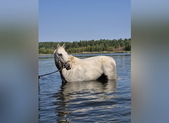Niemiecki koń sportowy, Wałach, 16 lat, 170 cm, Siwa w hreczce