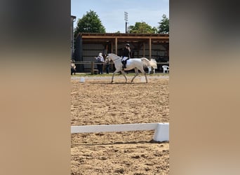 Niemiecki koń sportowy, Wałach, 16 lat, 170 cm, Siwa w hreczce