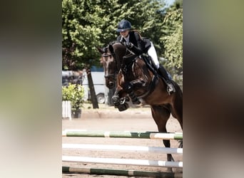 Niemiecki koń sportowy, Wałach, 18 lat, 165 cm, Gniada