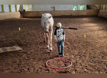 Niemiecki koń sportowy, Wałach, 2 lat, 167 cm, Izabelowata