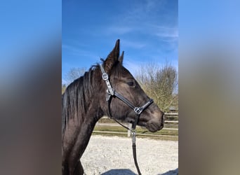 Niemiecki koń sportowy, Wałach, 2 lat, 168 cm, Kara