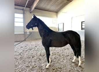 Niemiecki koń sportowy, Wałach, 3 lat, 156 cm, Kara