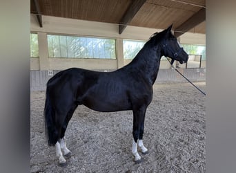 Niemiecki koń sportowy, Wałach, 3 lat, 156 cm, Kara
