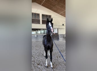 Niemiecki koń sportowy, Wałach, 3 lat, 156 cm, Kara