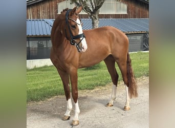 Niemiecki koń sportowy, Wałach, 3 lat, 162 cm, Kasztanowata