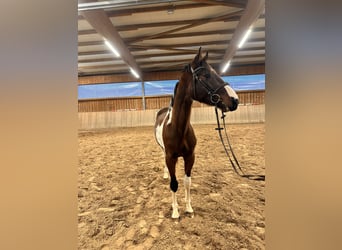 Niemiecki koń sportowy, Wałach, 3 lat, 163 cm, Srokata