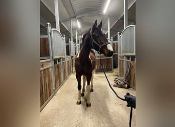 Niemiecki koń sportowy, Wałach, 3 lat, 163 cm, Srokata