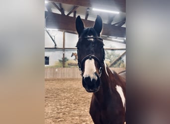 Niemiecki koń sportowy, Wałach, 3 lat, 163 cm, Srokata