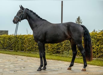 Niemiecki koń sportowy, Wałach, 3 lat, 164 cm, Skarogniada