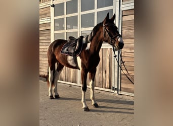 Niemiecki koń sportowy, Wałach, 3 lat, 164 cm, Srokata