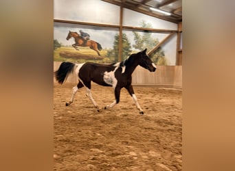 Niemiecki koń sportowy, Wałach, 3 lat, 164 cm, Srokata