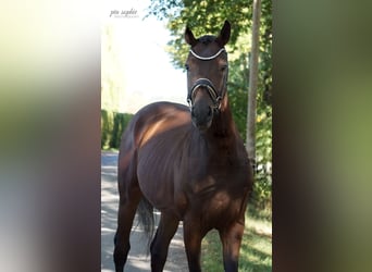 Niemiecki koń sportowy, Wałach, 3 lat, 165 cm, Ciemnogniada