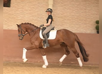 Niemiecki koń sportowy, Wałach, 3 lat, 165 cm, Ciemnokasztanowata