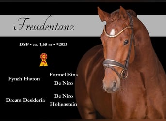 Niemiecki koń sportowy, Wałach, 3 lat, 165 cm, Ciemnokasztanowata