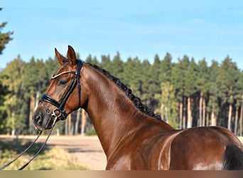 Niemiecki koń sportowy, Wałach, 3 lat, 165 cm, Ciemnokasztanowata