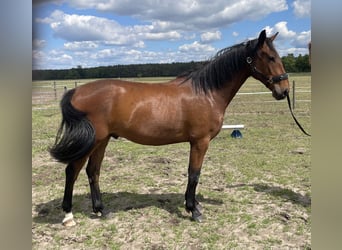 Niemiecki koń sportowy Mix, Wałach, 3 lat, 165 cm, Gniada