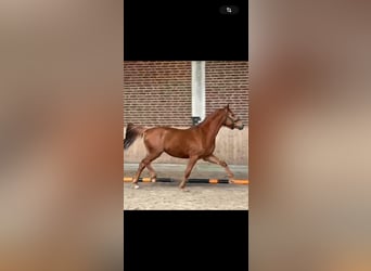 Niemiecki koń sportowy, Wałach, 3 lat, 165 cm, Kasztanowata