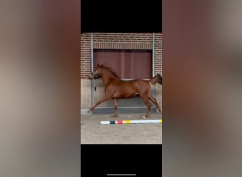 Niemiecki koń sportowy, Wałach, 3 lat, 165 cm, Kasztanowata