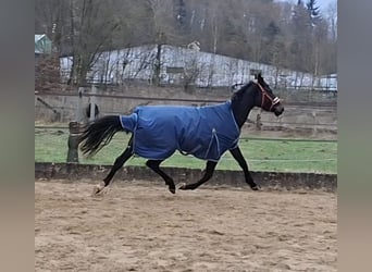 Niemiecki koń sportowy, Wałach, 3 lat, 165 cm, Skarogniada
