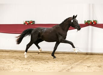 Niemiecki koń sportowy, Wałach, 3 lat, 166 cm, Skarogniada