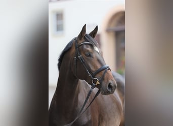 Niemiecki koń sportowy, Wałach, 3 lat, 167 cm, Ciemnogniada
