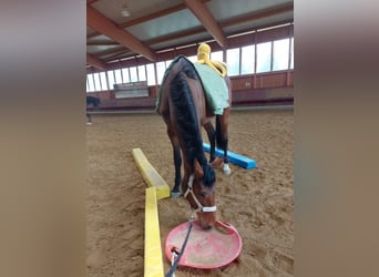 Niemiecki koń sportowy, Wałach, 3 lat, 167 cm, Gniada