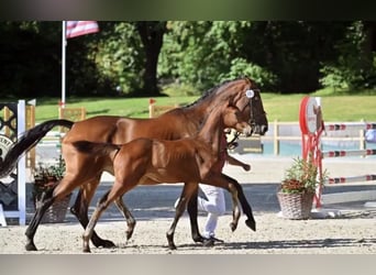 Niemiecki koń sportowy, Wałach, 3 lat, 167 cm, Gniada