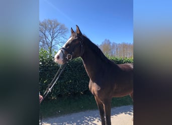 Niemiecki koń sportowy, Wałach, 3 lat, 167 cm, Gniada