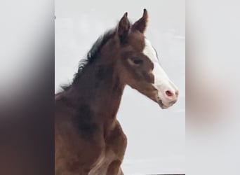 Niemiecki koń sportowy, Wałach, 3 lat, 167 cm, Gniada