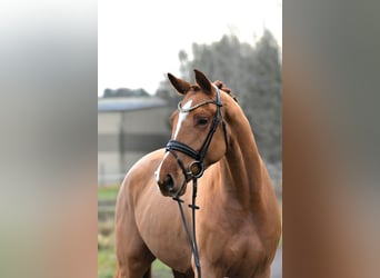 Niemiecki koń sportowy, Wałach, 3 lat, 168 cm, Kasztanowata