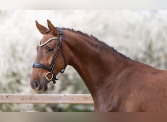 Niemiecki koń sportowy, Wałach, 3 lat, 169 cm, Ciemnokasztanowata