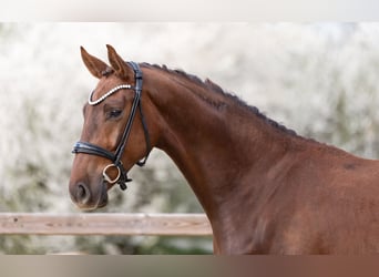 Niemiecki koń sportowy, Wałach, 3 lat, 169 cm, Ciemnokasztanowata