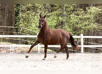 Niemiecki koń sportowy, Wałach, 3 lat, 169 cm, Ciemnokasztanowata