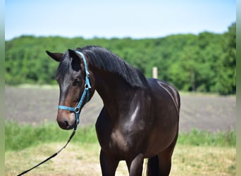 Niemiecki koń sportowy, Wałach, 3 lat, 169 cm, Kara