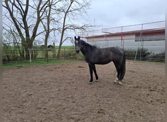 Niemiecki koń sportowy, Wałach, 3 lat, 169 cm, Siwa jabłkowita
