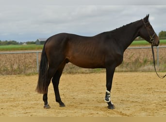 Niemiecki koń sportowy, Wałach, 3 lat, 170 cm, Ciemnogniada Niemiecki koń sportowy, Wałach, 3 lat, 170 cm, Ciemnogniada