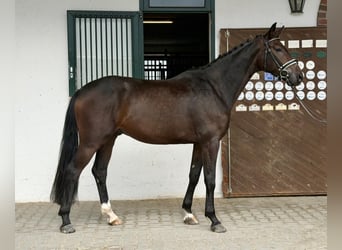 Niemiecki koń sportowy, Wałach, 3 lat, 170 cm, Gniada