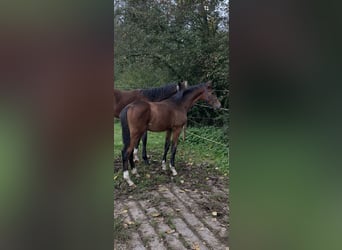 Niemiecki koń sportowy, Wałach, 3 lat, 170 cm, Gniada