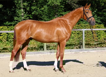 Niemiecki koń sportowy, Wałach, 3 lat, 170 cm, Kasztanowata
