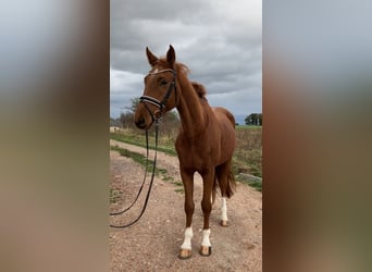 Niemiecki koń sportowy, Wałach, 3 lat, 170 cm, Kasztanowata