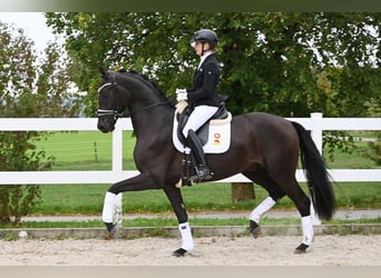 Niemiecki koń sportowy, Wałach, 3 lat, 170 cm, Skarogniada