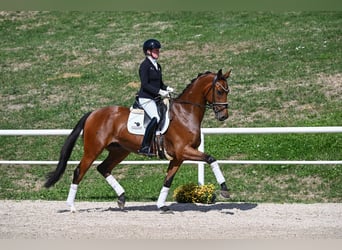 Niemiecki koń sportowy, Wałach, 3 lat, 174 cm, Gniada