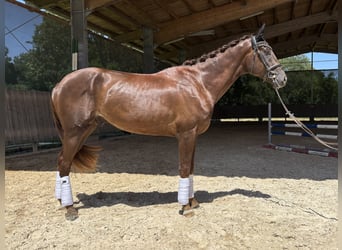 Niemiecki koń sportowy, Wałach, 3 lat, 176 cm, Ciemnokasztanowata