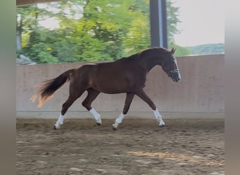 Niemiecki koń sportowy, Wałach, 3 lat, 178 cm, Kasztanowata